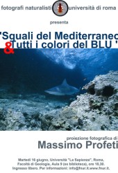 16 giugno 2009 – Squali del Mediterraneo